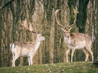 Ferienpark Welt Umgebung 40