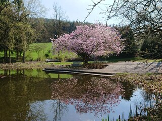 Kurpark von Bad Laasphe mit Teichanlage