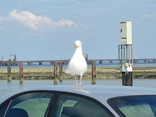 Wo ist mein nächstes Fischbrötchen?