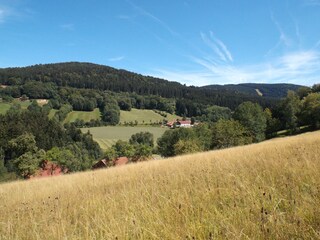 Sommer auf dem Lindenhof