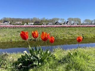 Ferienhaus Sint Maartenszee Außenaufnahme 21