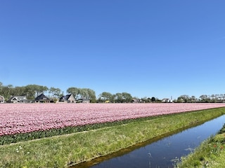 Ferienhaus Sint Maartenszee Außenaufnahme 22