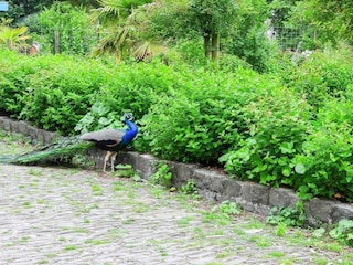 Ferienhaus Noordwelle Außenaufnahme 48
