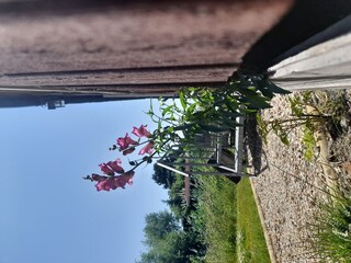 Holiday house Hoofdplaat Outdoor Recording 25