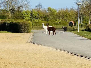 Holiday house Ellemeet Outdoor Recording 29