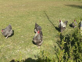 Holiday house Ellemeet Outdoor Recording 39