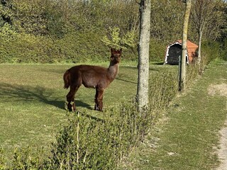 Holiday house Ellemeet Outdoor Recording 41
