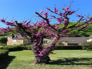 Casa per le vacanze Sarlat  34