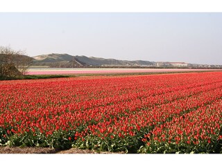 Casa per le vacanze Callantsoog Ambiente 18