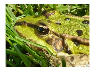 Holiday house Verdun-sur-le-Doubs Environment 16
