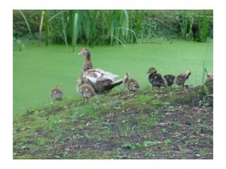Holiday house Verdun-sur-le-Doubs Environment 17