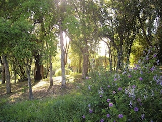 Parc de vacances Sainte Lucie de Porto-Vecchio Environnement 32