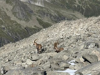 Appartement Neukirchen am Großvenediger Omgeving 25