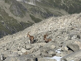 Apartment Neukirchen am Großvenediger Environment 24