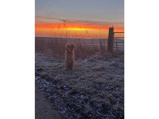 Ferienhaus St. Peter-Ording Umgebung 37