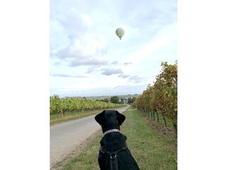 Weinberge mit Hund genießen