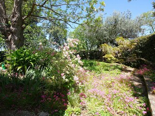 Beautiful plants in the garden