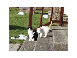 Schnurri und Hans-Peter