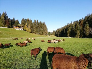 Unsere Schafe vor dem Haus