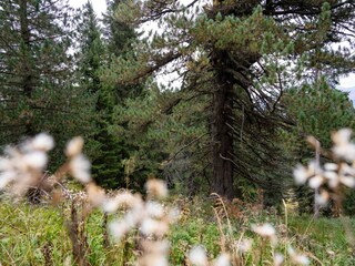 Chalet Turracherhöhe Außenaufnahme 9