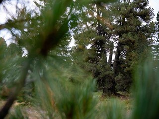 Chalet Turracherhöhe Außenaufnahme 17