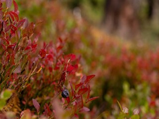 Chalet Turracherhöhe Außenaufnahme 36