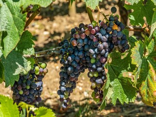 Ferienhaus Lacanau Umgebung 15