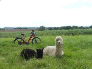 Maison de vacances Saint Gelven Enregistrement extérieur 10
