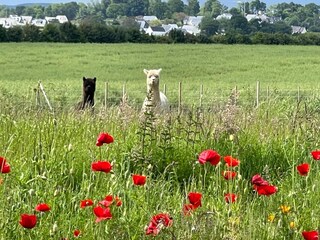 Vakantiehuis Saint Gelven Omgeving 29