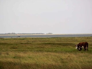Vakantiehuis Læsø  20