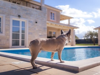 Pet-friendly holiday experience