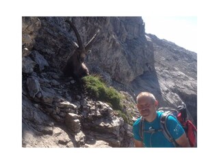 Senior Chef mit Steinbock am Widderstein