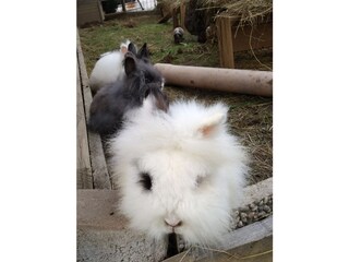 Appartamento Lana Registrazione all'aperto 13