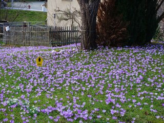 Drebacher Krokuswiesen