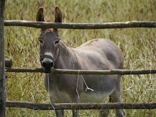 Our doncky "Briciola"