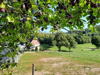 Apartment St. Georgen im Schwarzwald Outdoor Recording 7