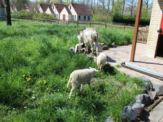 Ferienpark Winssen  72
