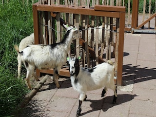 Parc de vacances Winssen  72
