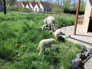 Vakantiepark Winssen  66