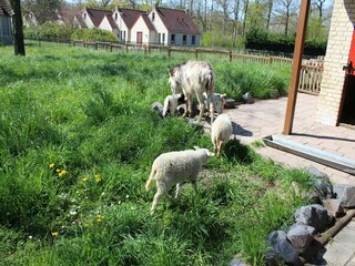 Vakantiepark Winssen  73