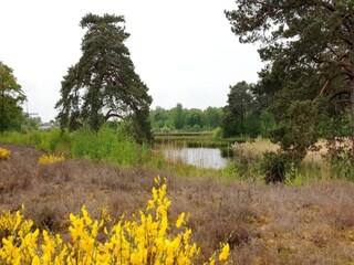 Vakantiepark Winssen Omgeving 21