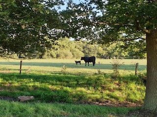Parc de vacances Winssen Environnement 18