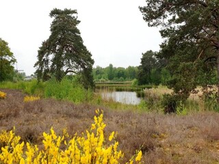 Ferienpark Winssen Umgebung 34