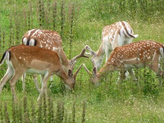 Gelenau Wildgehege