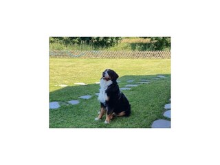 Apartment Pleśna  41