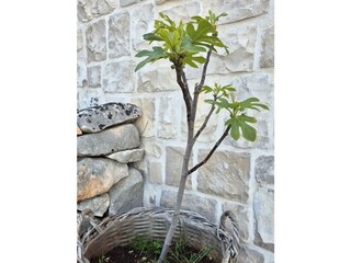 Holiday room Postira Environment 26