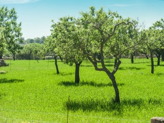 Tenuta Alaró Ambiente 23