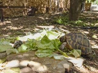 Vakantiehuis Sencelles  40
