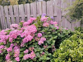 Alles in voller Blüte