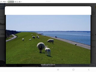 Schafe auf dem Deich an der Nordseeküste